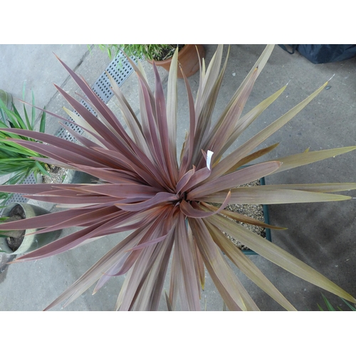 2248 - A potted Red Star Cordyline plant in a square plastic pot