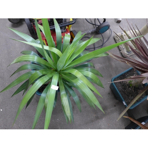 2250 - A potted Yucca plant in a square plastic pot