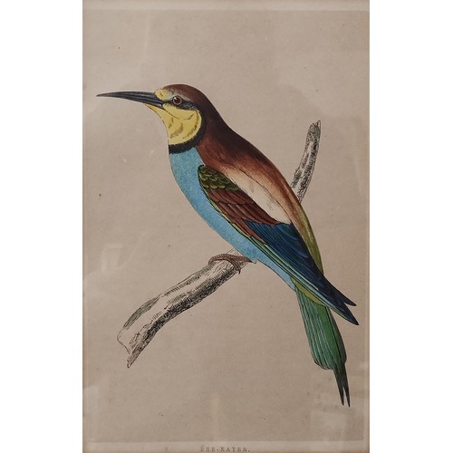 83 - A set of six 19th Century hand coloured ornithological engravings, framed