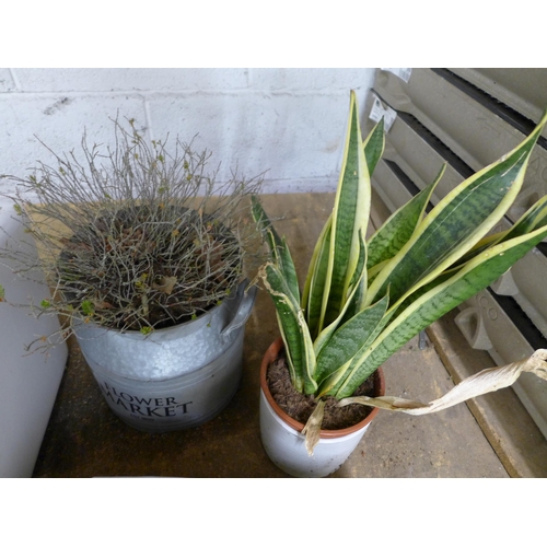 2173 - A selection of assorted garden planters and a large white ceramic Belfast sink