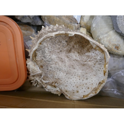 1089 - A box of mineral samples and fossils **PLEASE NOTE THIS LOT IS NOT ELIGIBLE FOR IN-HOUSE POSTING AND... 