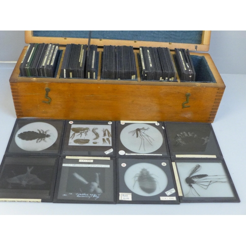 682 - Approximately 80 Victorian magic lantern slides, photographic for University teaching - insects and ... 