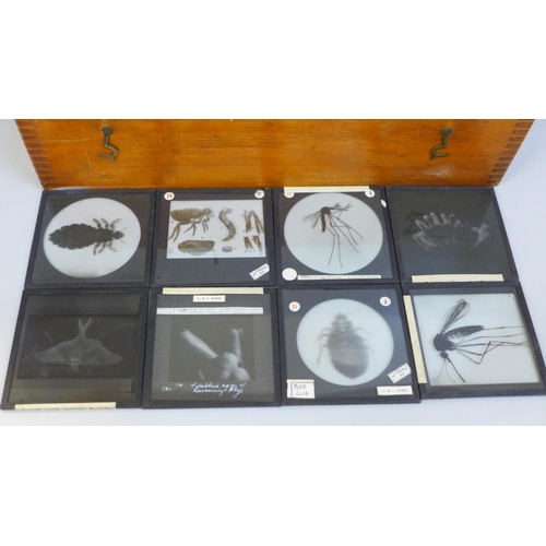 682 - Approximately 80 Victorian magic lantern slides, photographic for University teaching - insects and ... 