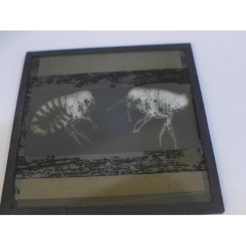 682 - Approximately 80 Victorian magic lantern slides, photographic for University teaching - insects and ... 