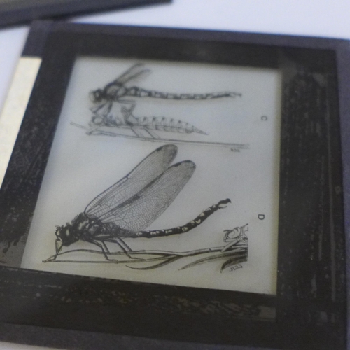 682 - Approximately 80 Victorian magic lantern slides, photographic for University teaching - insects and ... 