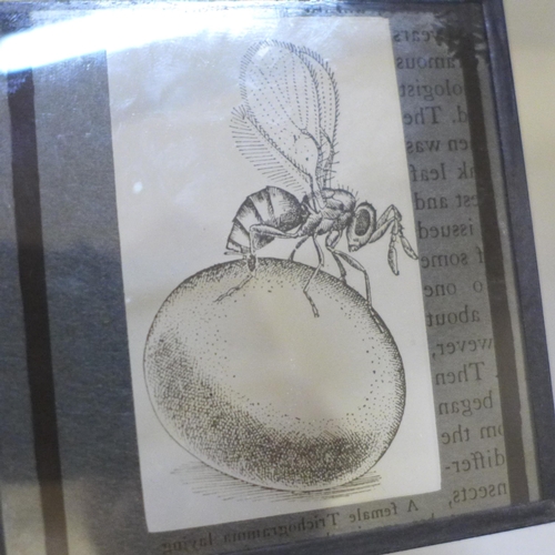 682 - Approximately 80 Victorian magic lantern slides, photographic for University teaching - insects and ... 