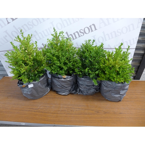 2151A - Four potted Buxus edge plants