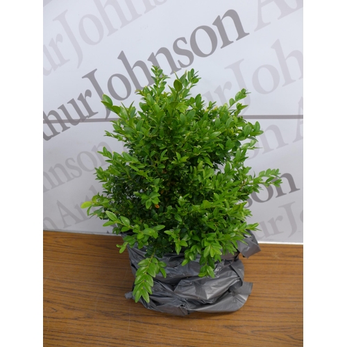 2151A - Four potted Buxus edge plants