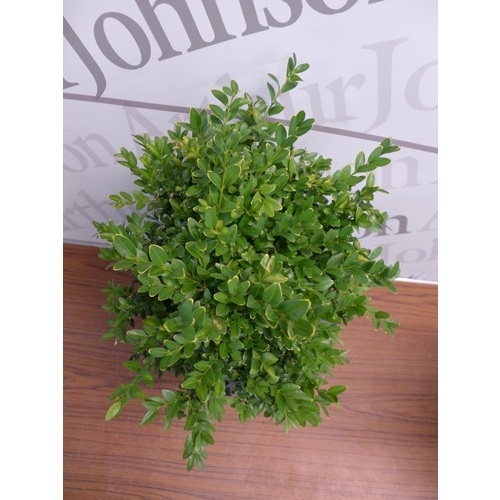 2151A - Four potted Buxus edge plants