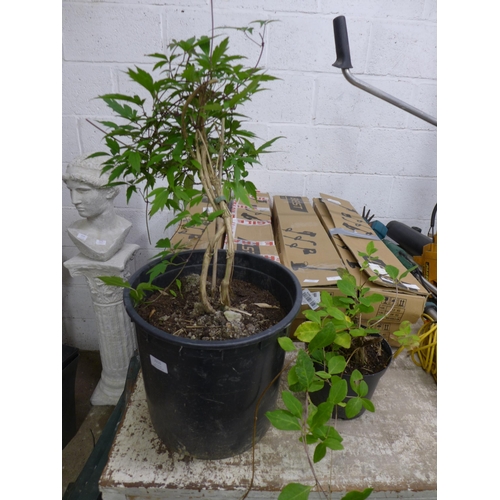 2166 - Two potted climing plants