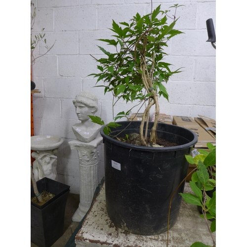 2166 - Two potted climing plants