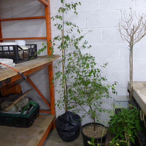 2167 - 2 potted birch tress