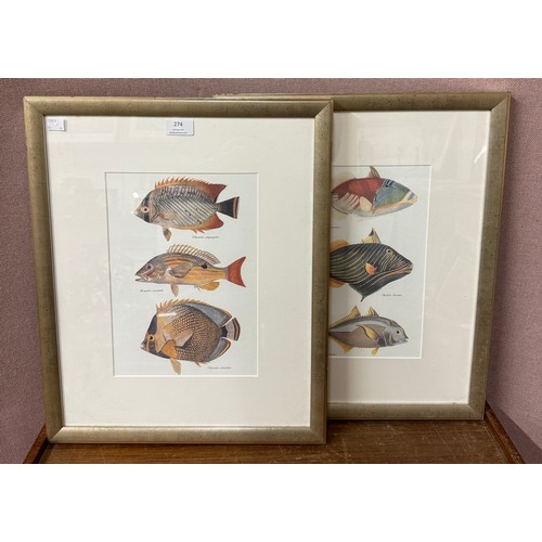 274 - A pair of fish prints, framed