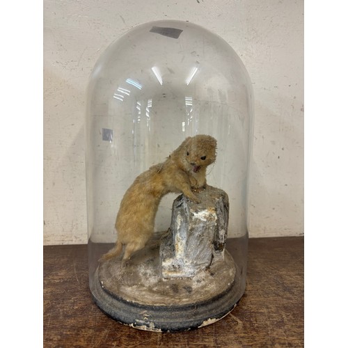 318 - A Victorian taxidermy weasel, in glass dome