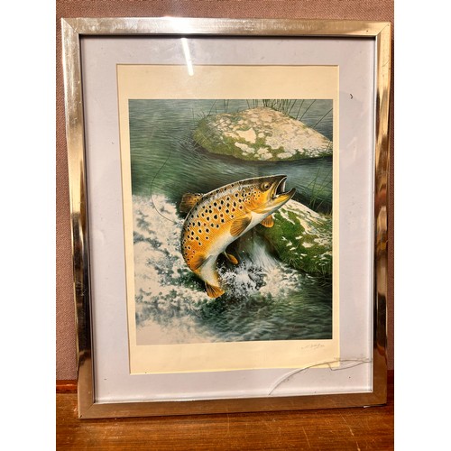 344 - A set of three prints depicting fish, framed