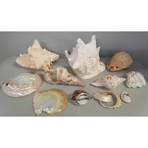 1156 - A collection of large shells