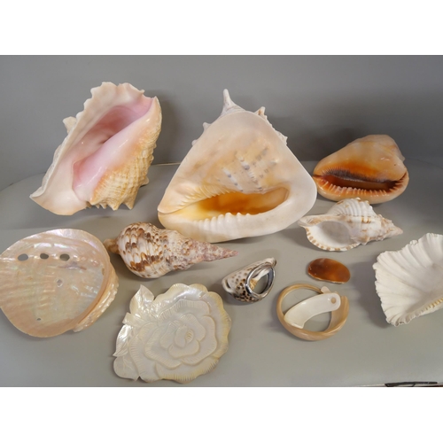 1156 - A collection of large shells