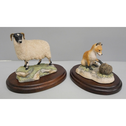 627 - Two Border Fine Arts figures, Black-faced Ewe and Fox Cub with Hedgehog, both on wooden bases, chip ... 