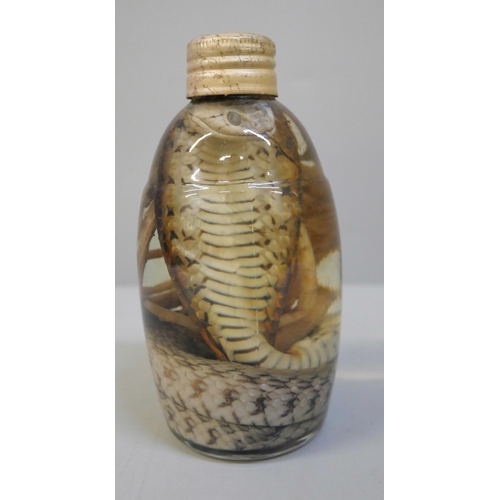 617 - A glass jar containing a preserved Cobra