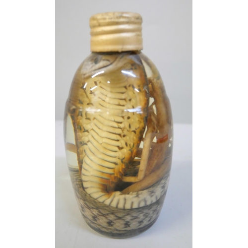 617 - A glass jar containing a preserved Cobra