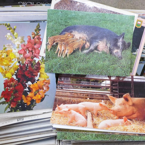 759 - A large collection of vintage postcards