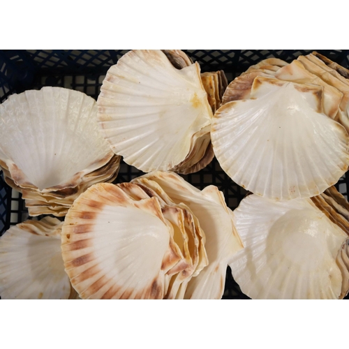 1034 - A collection of scallop shells, (for craft or food presentation) **PLEASE NOTE THIS LOT IS NOT ELIGI... 