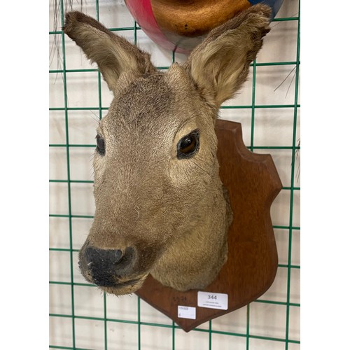 344 - A French mounted taxidermy doe head