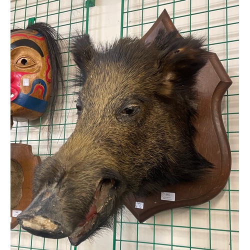 345 - A French mounted taxidermy boar head