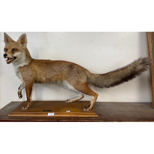 351 - A Frwnch mounted taxidermy fox