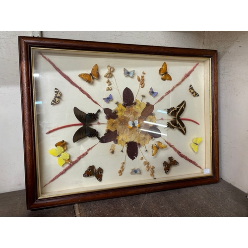 325A - A framed collection of mounted butterflies