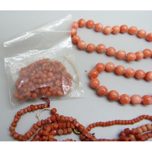 7155 - A long string of coral beads, 64g, together with loose coral beads and necklaces for repair, one wit... 