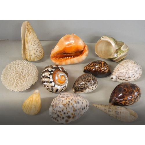 1138 - A collection of shells and a piece of coral **PLEASE NOTE THIS LOT IS NOT ELIGIBLE FOR IN-HOUSE POST... 