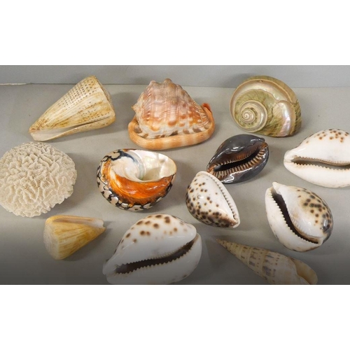 1138 - A collection of shells and a piece of coral **PLEASE NOTE THIS LOT IS NOT ELIGIBLE FOR IN-HOUSE POST... 