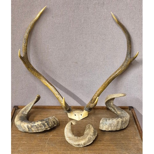 269 - Three rams horns and a pair of deer antlers