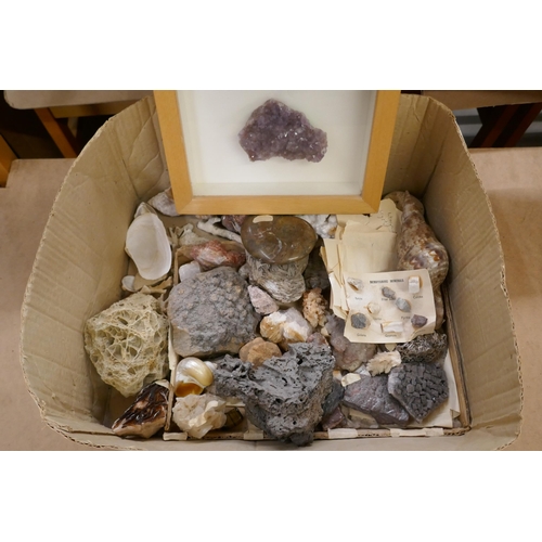 2243 - A collection of mineral samples including fossils, rocks, shells and a large amethyst, framed **PLEA... 