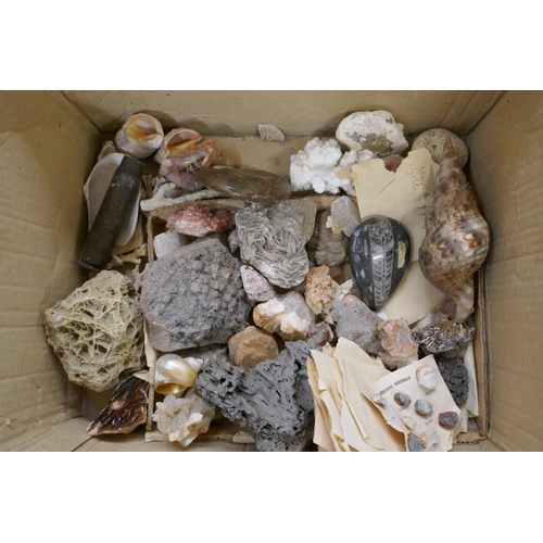 2243 - A collection of mineral samples including fossils, rocks, shells and a large amethyst, framed **PLEA... 