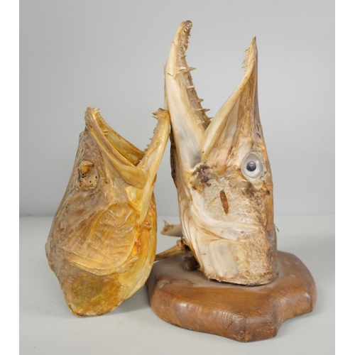 2270 - Two carved fish, a mounted pikes head and one other pikes head