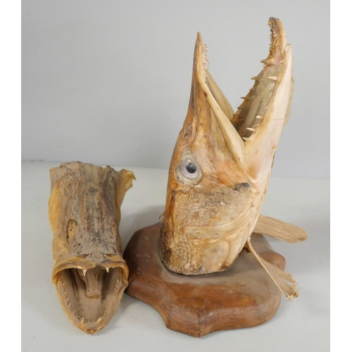 2270 - Two carved fish, a mounted pikes head and one other pikes head