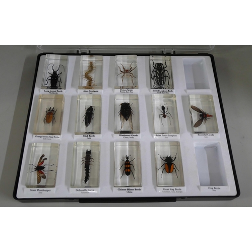 2249 - Five trays of National Geographic insect specimens in resin