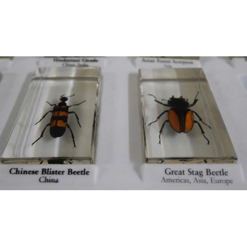 2249 - Five trays of National Geographic insect specimens in resin
