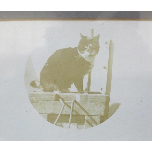 2047 - A framed photograph of H.M.S. Sappho and a photograph of the ship's cat, together with ephemera rela... 