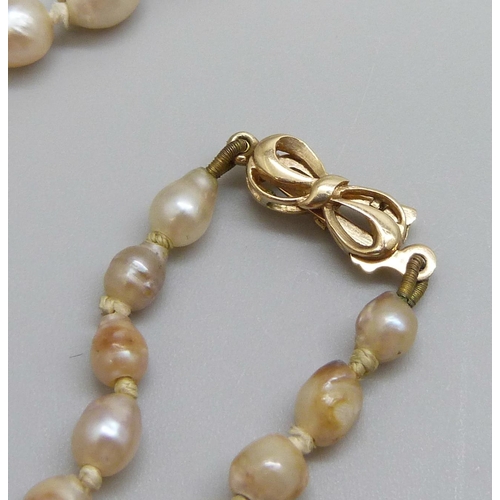 7038 - A string of pearls with a yellow metal bow clasp, 48cm