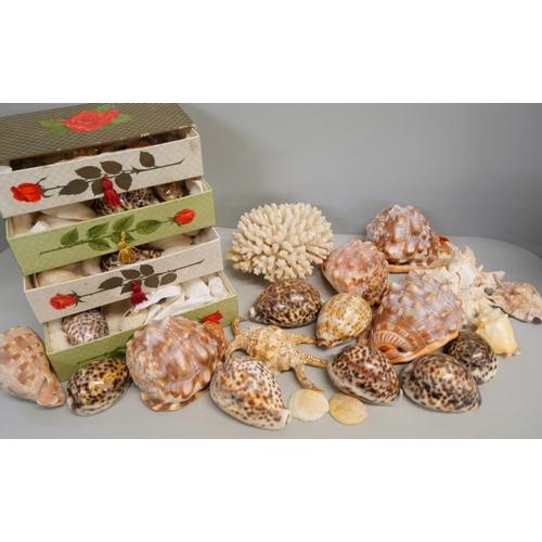 2140 - A collection of shells and a coral piece **PLEASE NOTE THIS LOT IS NOT ELIGIBLE FOR IN-HOUSE POSTING... 