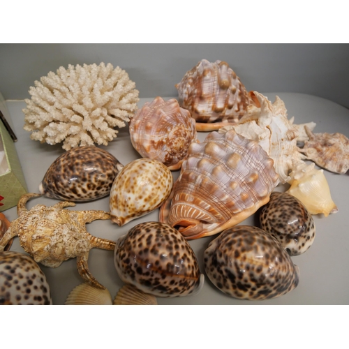 2140 - A collection of shells and a coral piece **PLEASE NOTE THIS LOT IS NOT ELIGIBLE FOR IN-HOUSE POSTING... 