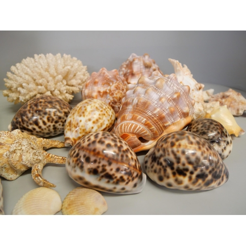 2140 - A collection of shells and a coral piece **PLEASE NOTE THIS LOT IS NOT ELIGIBLE FOR IN-HOUSE POSTING... 