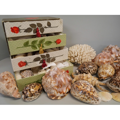 2140 - A collection of shells and a coral piece **PLEASE NOTE THIS LOT IS NOT ELIGIBLE FOR IN-HOUSE POSTING... 