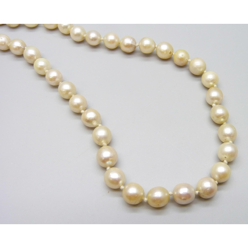 7018 - A pearl necklace with a 14k gold clasp, 29g, 37.5cm