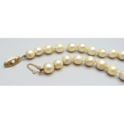 7018 - A pearl necklace with a 14k gold clasp, 29g, 37.5cm