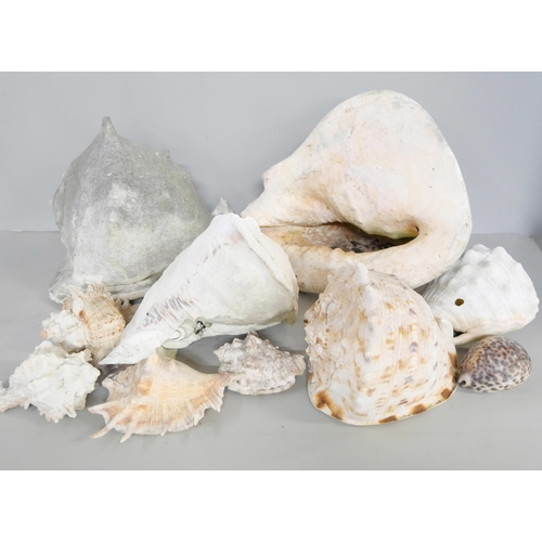 2164 - A box of assorted seashells, including two Pacific Conch and Leopard Conch shell, etc. **PLEASE NOTE... 