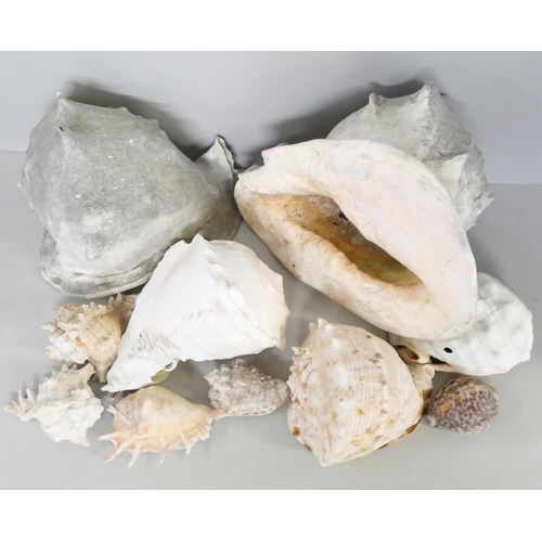 2164 - A box of assorted seashells, including two Pacific Conch and Leopard Conch shell, etc. **PLEASE NOTE... 